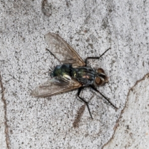 Chlorotachina sp. (genus) at Hawker, ACT - 27 Mar 2024