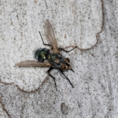 Chlorotachina sp. (genus) at Hawker, ACT - 27 Mar 2024