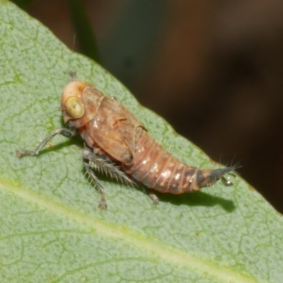 Cicadellidae (family) (Unidentified leafhopper) at WendyM's farm at Freshwater Ck. - 14 Dec 2023 by WendyEM
