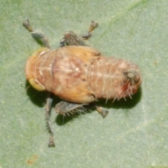 Cicadellidae (family) at WendyM's farm at Freshwater Ck. - 14 Dec 2023 06:49 PM