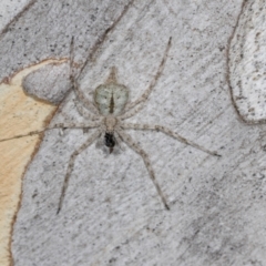 Tamopsis eucalypti (A two-tailed spider) at Hawker, ACT - 26 Mar 2024 by AlisonMilton
