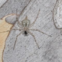 Tamopsis eucalypti (A two-tailed spider) at Hawker, ACT - 27 Mar 2024 by AlisonMilton