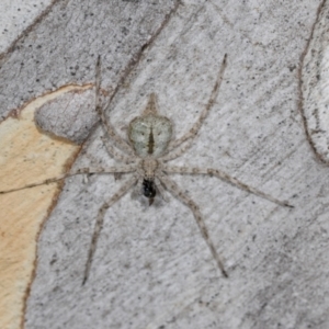 Tamopsis eucalypti at Hawker, ACT - 27 Mar 2024 10:22 AM