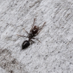 Crematogaster sp. (genus) (Acrobat ant, Cocktail ant) at Hawker, ACT - 27 Mar 2024 by AlisonMilton