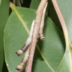 Chaetophyes compacta (Tube spittlebug) at WendyM's farm at Freshwater Ck. - 28 Dec 2023 by WendyEM