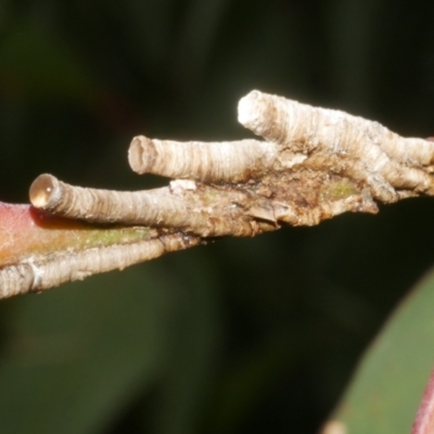 Chaetophyes compacta (Tube spittlebug) at WendyM's farm at Freshwater Ck. - 28 Dec 2023 by WendyEM