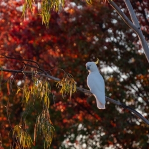 Cacatua galerita at Watson, ACT - 27 Apr 2024