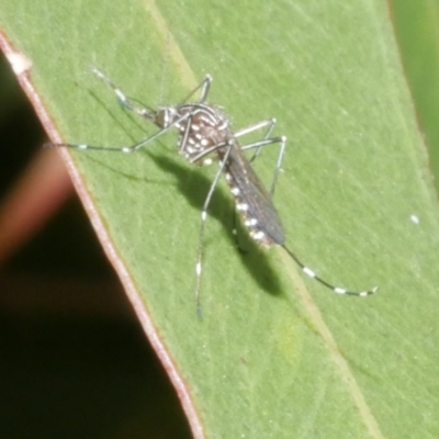 Unidentified Crane fly, midge, mosquito or gnat (several families) at Freshwater Creek, VIC - 28 Dec 2023 by WendyEM