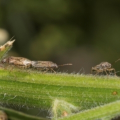 Nysius sp. (genus) (Seed bug) at Hawker, ACT - 27 Mar 2024 by AlisonMilton