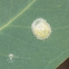 Glycaspis sp. (genus) (Unidentified sugary lerp) at Hawker, ACT - 27 Mar 2024 by AlisonMilton