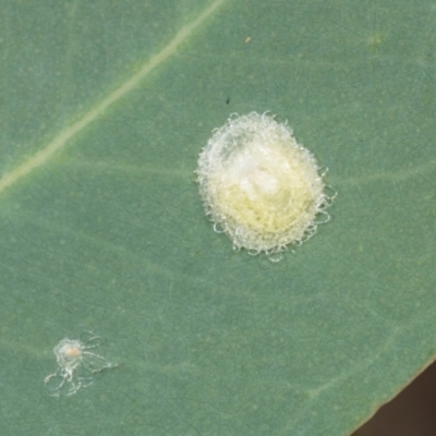 Glycaspis sp. (genus) (Unidentified sugary lerp) at Hawker, ACT - 27 Mar 2024 by AlisonMilton