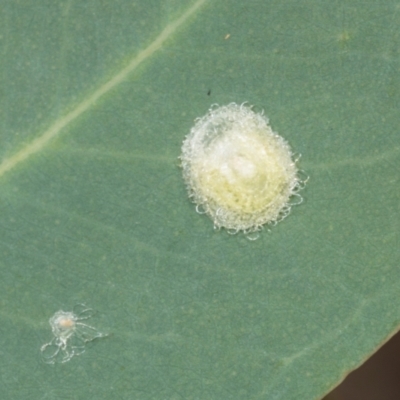 Glycaspis sp. (genus) (Unidentified sugary lerp) at Hawker, ACT - 26 Mar 2024 by AlisonMilton