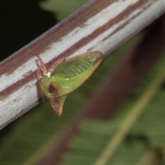 Sextius virescens (Acacia horned treehopper) at Hawker, ACT - 26 Mar 2024 by AlisonMilton