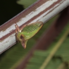 Sextius virescens (Acacia horned treehopper) at Hawker, ACT - 27 Mar 2024 by AlisonMilton