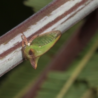 Sextius virescens (Acacia horned treehopper) at Hawker, ACT - 26 Mar 2024 by AlisonMilton