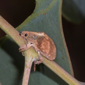 Gonipterus scutellatus at Hawker, ACT - 27 Mar 2024