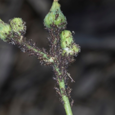 Uroleucon sp. (genus) (an aphid that usually feeds on daisies) at Hawker, ACT - 27 Mar 2024 by AlisonMilton