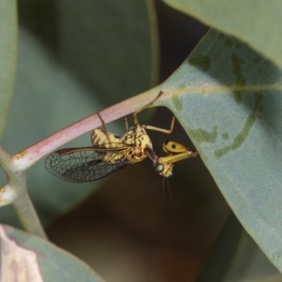 Spaminta minjerribae (Mantisfly) at Hawker, ACT - 27 Mar 2024 by AlisonMilton