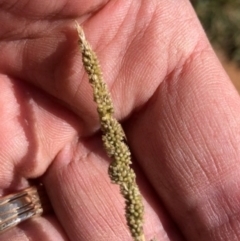 Sporobolus creber (Slender Rat's Tail Grass) at Lyons, ACT - 18 Apr 2024 by GregC