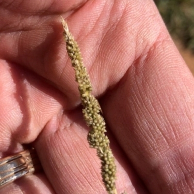 Sporobolus creber (Slender Rat's Tail Grass) at Lyons, ACT - 18 Apr 2024 by GregC