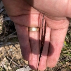 Bothriochloa macra (Red Grass, Red-leg Grass) at Oakey Hill - 18 Apr 2024 by GregC