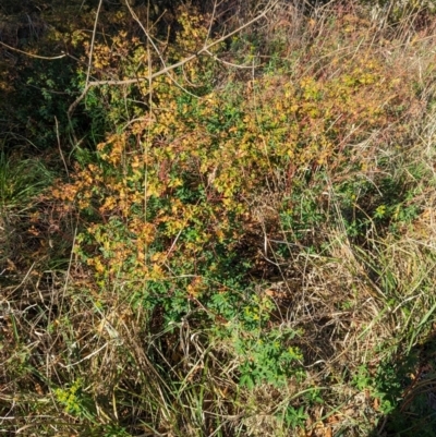 Euphorbia oblongata (Egg-leaf Spurge) at Melba, ACT - 25 Apr 2024 by rbannister