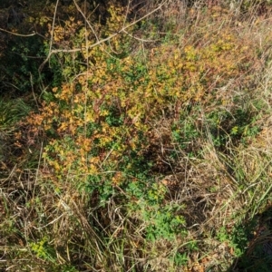 Euphorbia oblongata at Melba, ACT - 25 Apr 2024