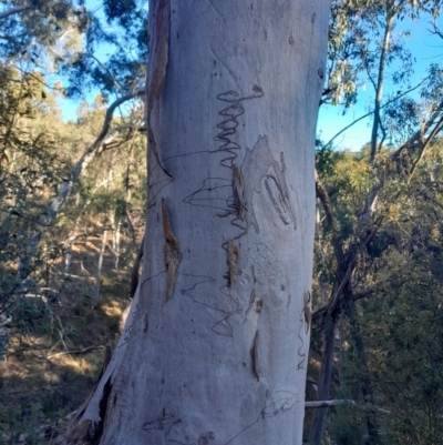 Eucalyptus rossii (Inland Scribbly Gum) at Black Mountain - 27 Apr 2024 by Venture