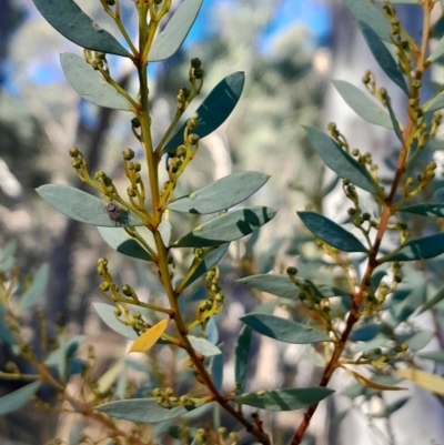 Acacia buxifolia subsp. buxifolia (Box-leaf Wattle) at Black Mountain - 27 Apr 2024 by Venture