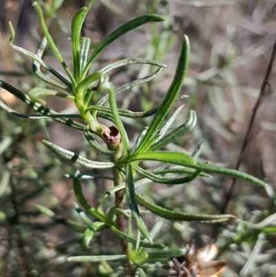 Xerochrysum viscosum (Sticky Everlasting) at Yarralumla, ACT - 27 Apr 2024 by Venture