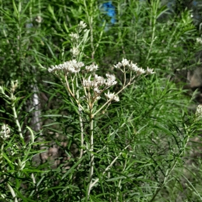 Cassinia longifolia (Shiny Cassinia, Cauliflower Bush) at Yarralumla, ACT - 27 Apr 2024 by Venture