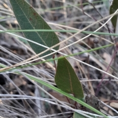Hardenbergia violacea (False Sarsaparilla) at Black Mountain - 27 Apr 2024 by Venture
