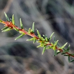 Dillwynia phylicoides (A Parrot-pea) at Black Mountain - 27 Apr 2024 by Venture