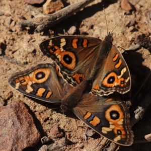 Junonia villida at Bruce Ridge to Gossan Hill - 27 Apr 2024 12:16 PM