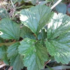 Geum urbanum (Herb Bennet) at Yaouk, NSW by Janet