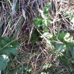 Geum urbanum at suppressed - 26 Apr 2024