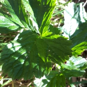 Geum urbanum at suppressed - 26 Apr 2024