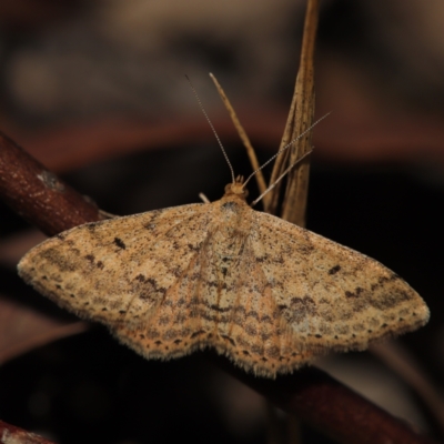 Scopula rubraria (Reddish Wave, Plantain Moth) at Bruce, ACT - 27 Apr 2024 by melanoxylon