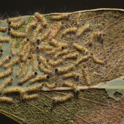 Uraba lugens (Gumleaf Skeletonizer) at Gossan Hill - 27 Apr 2024 by melanoxylon