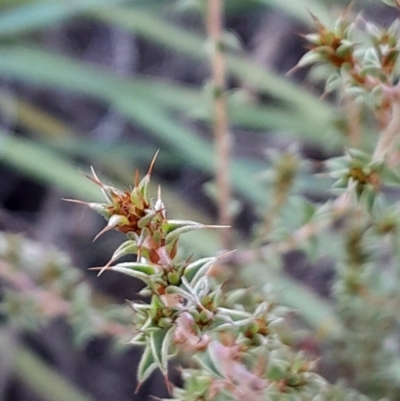 Pultenaea procumbens (Bush Pea) at Yarralumla, ACT - 27 Apr 2024 by Venture