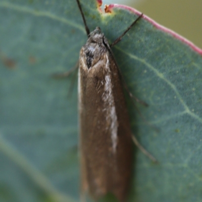 Philobota (genus) at Gossan Hill - 27 Apr 2024 by melanoxylon