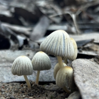 Coprinellus etc. (An Inkcap) at Cotter River, ACT - 27 Apr 2024 by Rebeccaryanactgov