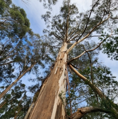 Eucalyptus globulus subsp. pseudoglobulus (Victorian Eurabbie) at Cabbage Tree Creek, VIC - 27 Apr 2024 by Steve818