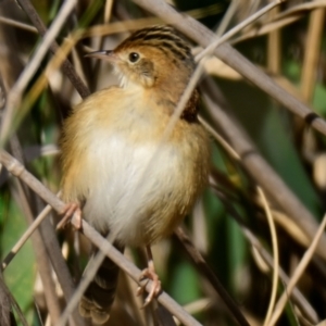 Cisticola exilis at Evatt, ACT - 27 Apr 2024 11:09 AM