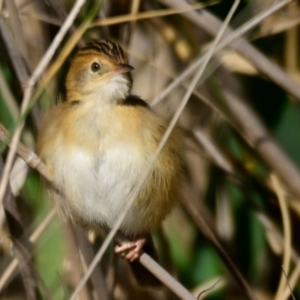 Cisticola exilis at Evatt, ACT - 27 Apr 2024 11:09 AM