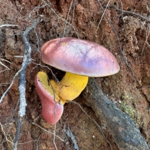 Bolete sp. at Tidbinbilla Nature Reserve - 19 Jan 2024 12:24 PM