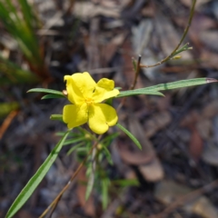 Hibbertia linearis (Showy Guinea Flower) at Jervis Bay National Park - 19 Aug 2023 by RobG1