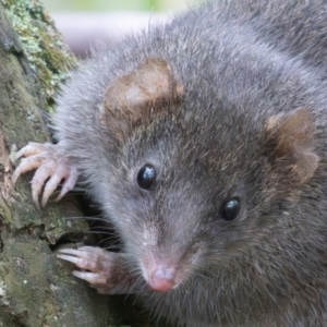 Antechinus mimetes mimetes at Tidbinbilla Nature Reserve - 28 Apr 2024 10:44 AM