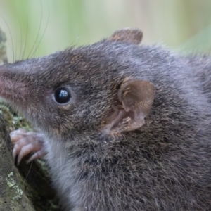 Antechinus mimetes mimetes at Tidbinbilla Nature Reserve - 28 Apr 2024 10:44 AM