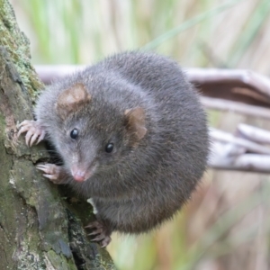 Antechinus mimetes mimetes at Tidbinbilla Nature Reserve - 28 Apr 2024 10:44 AM